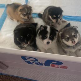 Pomsky Puppies from My Half Pint Pups