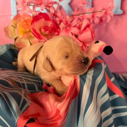 Boy 2 (Nikon) (brown collar) - Light golden male Golden Retriever puppy in Hubbard, Ohio from Whickering Pines Golden Retrievers