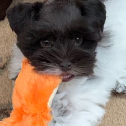 Miniature Schnauzer Puppies from Von Baron Schnauzers