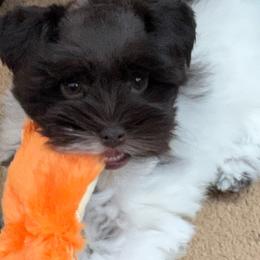 Miniature Schnauzer Puppies from Von Baron Schnauzers