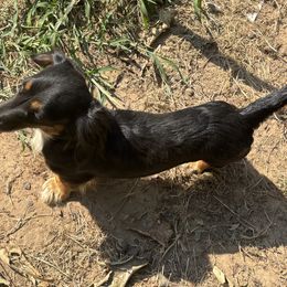 Chevy - Dachshund