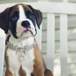 Boxer Puppies from Archangel Boxers