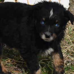 PROMISE - Black tri-color female Australian Shepherd puppy in Nowata, Oklahoma from 4Feathers