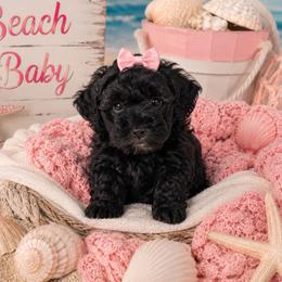 Little Miss Independence - Black female Shihpoo puppy in Hertford, North Carolina from Heaven Sent Shihpoo's