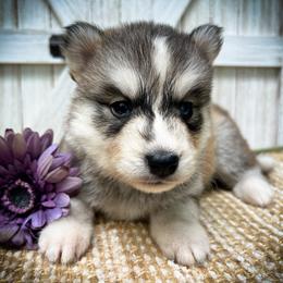 Fay - Sable and white female Siberian Husky puppy in Union Grove, Alabama from Southern Siberian Life