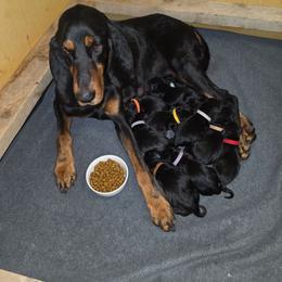 Baby Blue - Black and tan male Black and Tan Coonhound puppy in Ephraim, Utah from Wanderlust Coonhounds