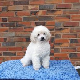Poodle Puppies from Adagio Toy Poodles