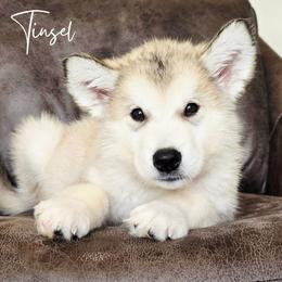 Tinsel - Sable and white male Alaskan Malamute puppy in Brookwood, Alabama from Sunset Malamutes