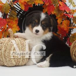 Tri F 3 FLUFF w Tail - Black and tan female American Corgi puppy in Straughn, Alabama from Magnolia Creek Corgis