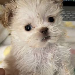 Shih Tzus from Little Shih-tzu That Could