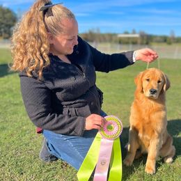 Golden Retriever Puppies from Aubergine Goldens