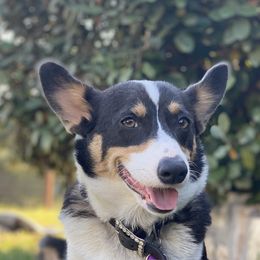 Pearl - Pembroke Welsh Corgi