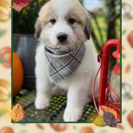 Great Pyrenees Puppies from White O'Morn Farm AKC Great Pyrenees