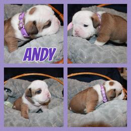 Andy - Red Bulldog puppy in Lake, Mississippi from MS Magnolia Bulldogs