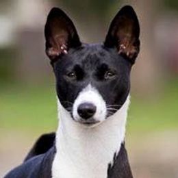Basenjis from TAKARI’S Basenjis