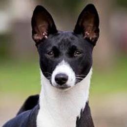 Basenjis from TAKARI’S Basenjis