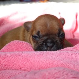 French Bulldog Puppies from The three little frenchies