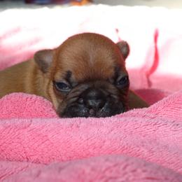 French Bulldog Puppies from The three little frenchies