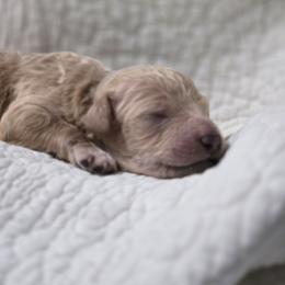 Jackson - Apricot male Poodle puppy in Conroe, Texas from Pear house farm