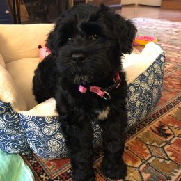 Portuguese Water Dog Puppies from Prestige Portuguese Water Dogs