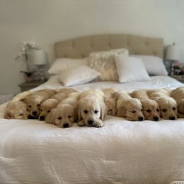 Golden Retriever Puppies from Goldens of Hope