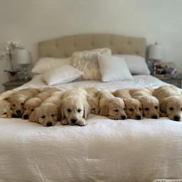 Golden Retriever Puppies from Goldens of Hope