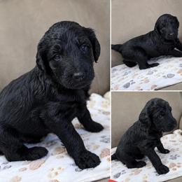 Onyx - Black male Goldendoodle puppy in Delphos, Ohio from Route 66 Poodles & Doodles, Sapphire Shih-tzu's of Ohio