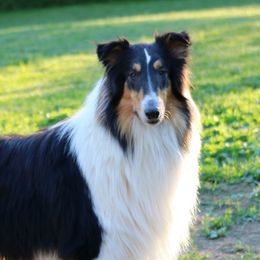 Collies from Wellsmere Collies