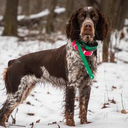 Sadie - English Springer Spaniel