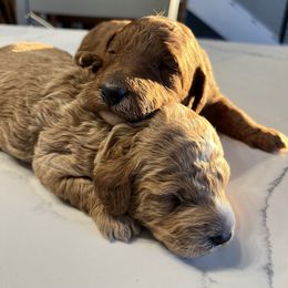 Aussiedoodle Puppies from Our Puppy World - the 3Js