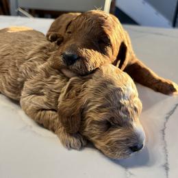 Aussiedoodle Puppies from Our Puppy World - the 3Js