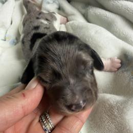 Sparky - Dapple male Dachshund puppy in Chillicothe, Ohio from Brittney's Doxie Den