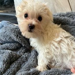 Girl 2 - White female Morkie puppy in Madelia, Minnesota from Prairie Farms