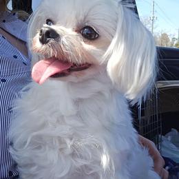 Tashi - Maltese