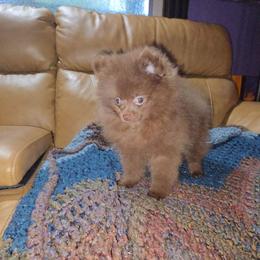 Hunnibunnies Picasso - Chocolate male Pomeranian puppy in Cleveland, Ohio from Hunnibunnies
