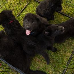 Boy 5 - German Shepherd puppy from AKC Black German Shepherds