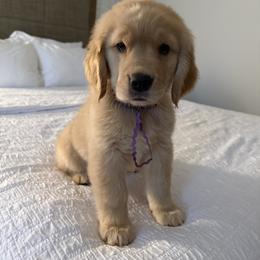 Golden Retriever Puppies from Star Raised Goldens