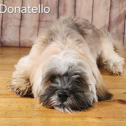 Donatello - Golden male Lhasa Apso puppy in Jefferson, New York from Absolute Lhasa Love