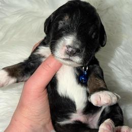 Resolution - Tri-color male Bernedoodle puppy in Beecher, Illinois from Erica’s Doodles