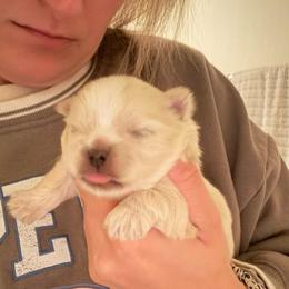 Male - Cream and white male Shih Tzu puppy in Success, Missouri from Sweet Success