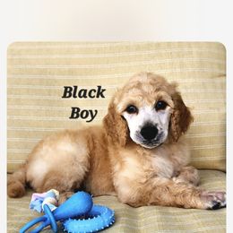 Boy 4 - Poodle puppy in Wildwood, Florida from Carolyn's Service Poodles