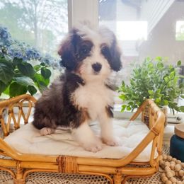 Boy 2 - Sable male Bernedoodle puppy in North Royalton, Ohio from Johnson's Doodles