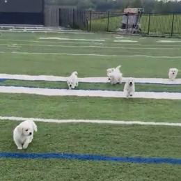 Boy Reservation 3 - Light golden male Golden Retriever puppy in Waterloo, Indiana from All 4 Paws of Pheasant Run