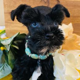 Black with blue eyes - Black female Miniature Schnauzer puppy in Malvern, Arkansas from Deep South Miniature Schnauzers
