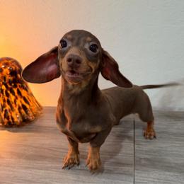 Celia - Chocolate and tan female Dachshund puppy in Waycross, Georgia from Southern Paws