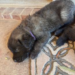 Captain (Purple Collar) - Reddish brown male Leonberger puppy in Manchester, Tennessee from Bois D’Arc Leonbergers