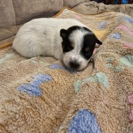AKC CHAMPION BLOODLINE AUSTRALIAN CATTLE DOG PUPPY - BOY 4 - Blue male Australian Cattle Dog puppy in Cassatt, South Carolina from B & E Farms