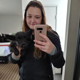 Skye Terrier Puppies from Falkor Skye Terriers