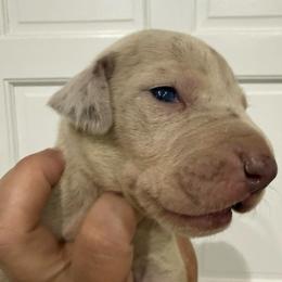 Catherine - Merle female Great Dane puppy in Florida from Beachside Kennels