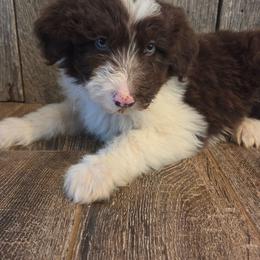 Male 3 - Red tri-color male Aussiedoodle puppy in Mouth Of Wilson, Virginia from Holly Ridge Aussies, Aussiedoodles & Corgis